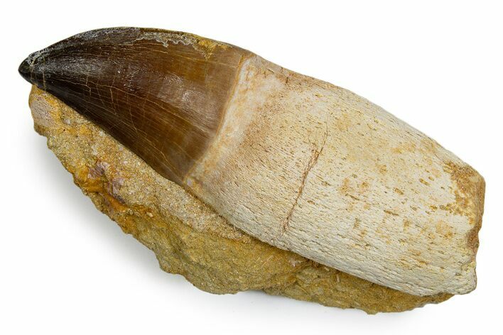 Rooted Mosasaur (Thalassotitan) Tooth in Rock - Morocco #345194